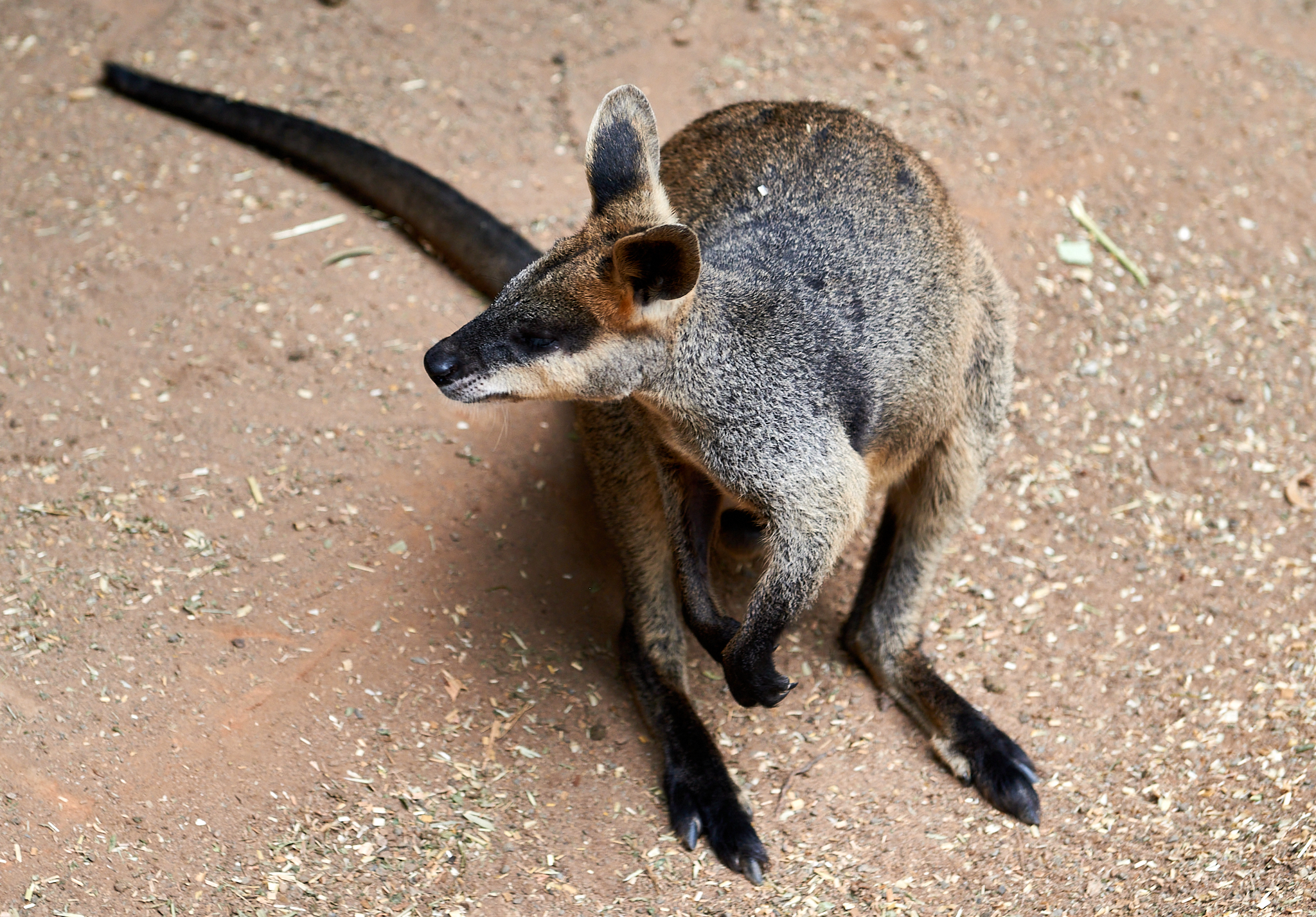 20180123 083 호주 페더데일 와일드 라이프 공원
